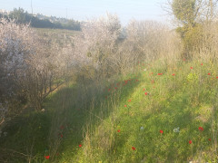 כלנית מצויה - צילום של Iddo_3270859 - למטייל בישראל (טיולי)