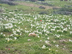 אירוס ארץ-ישראלי - צילום של גיגי7471 - למטייל בישראל (טיולי) 3