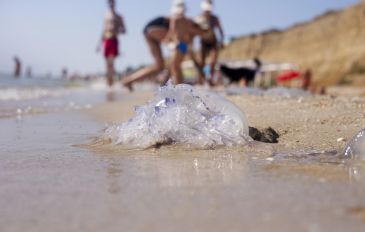 מדוזה - עוקצות את הכיף: באיזה חופים יש עכשיו מדוזות ומה עושים אם נעקצים? (3)