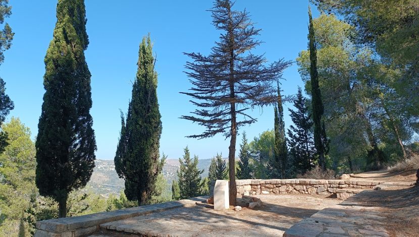ארז בן גוריון - יער ירושלים: שביל הארז (1)