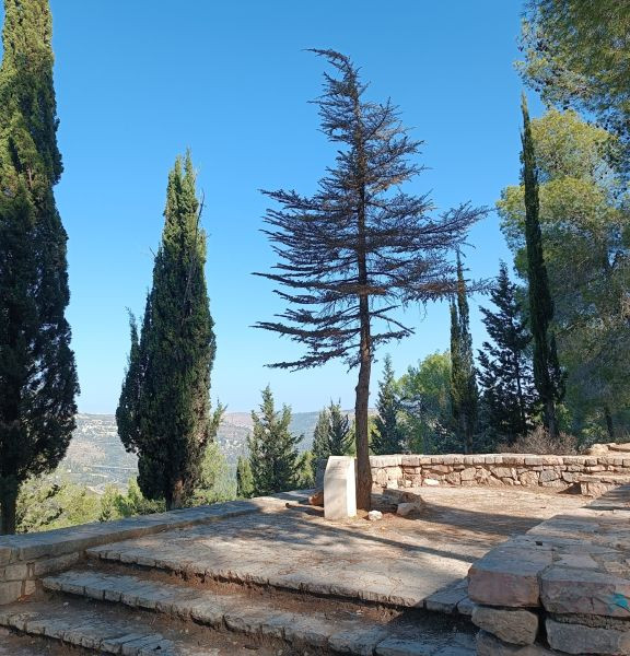 תמונה של יער ירושלים: שביל הארז - למטייל בישראל (טיולי)