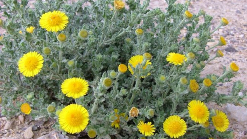 פרעושית גלונית (1)