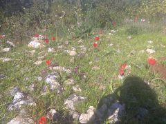 צבעוני ההרים - צילום של Iddo_3270859 - למטייל בישראל (טיולי)