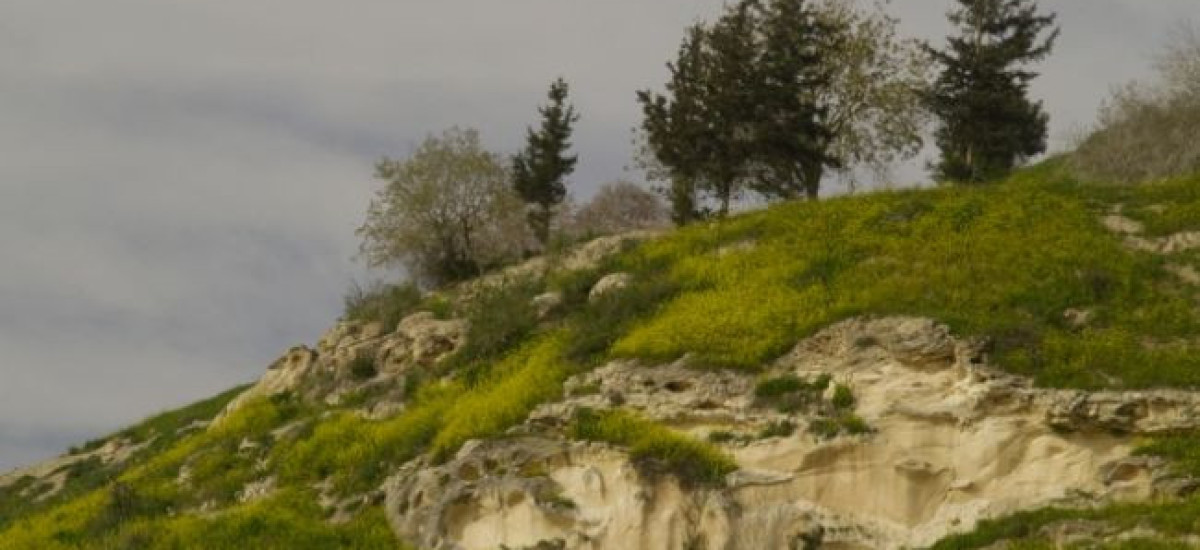 סובב עמק האלה – בעקבות אתרים חדשים בפריחה מרהיבה (1)