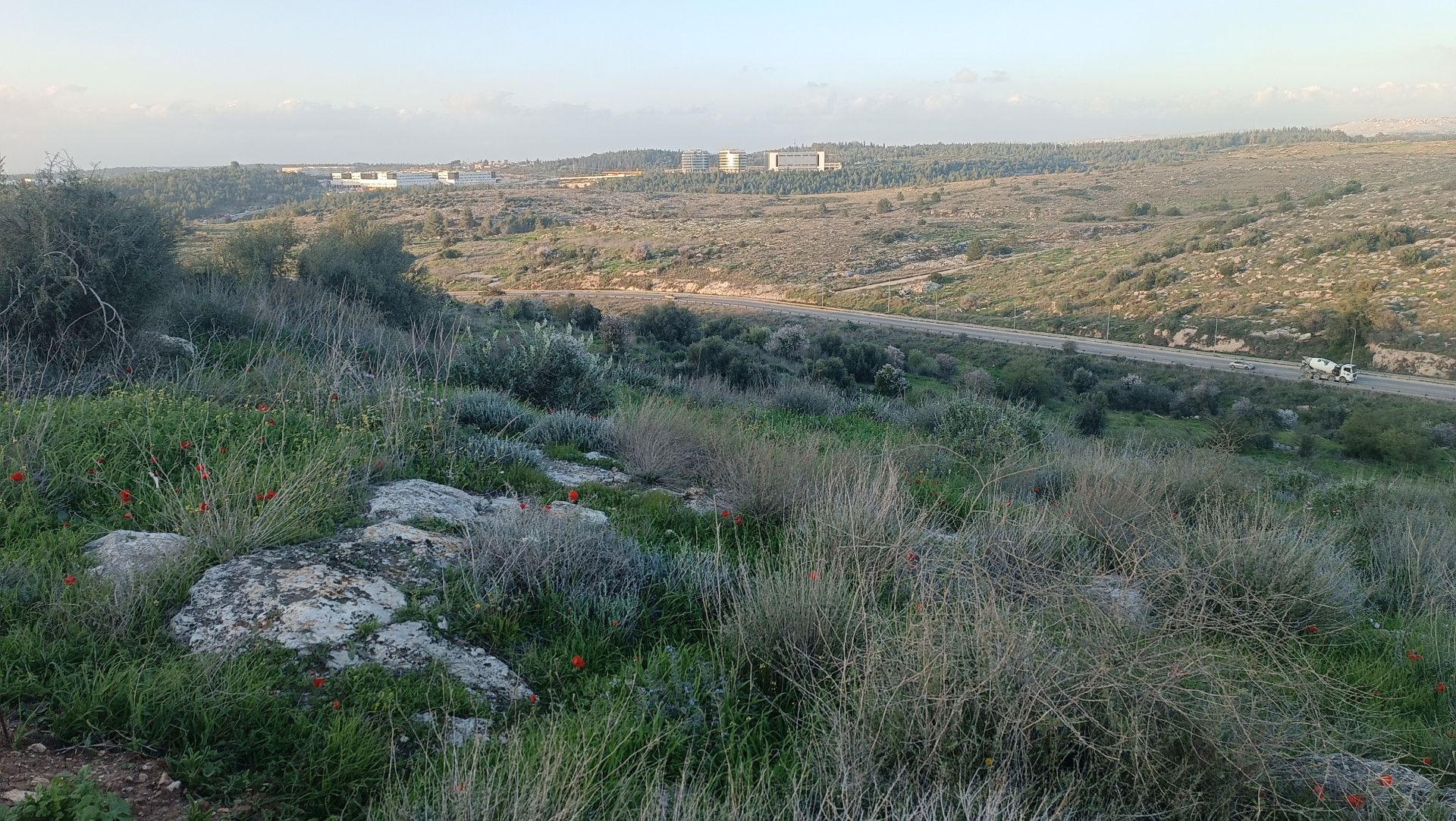 צופה על השפלה | צילום: שי קדם