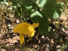 קרקש קיליקי - צילום של אלחי47 - למטייל בישראל (טיולי)