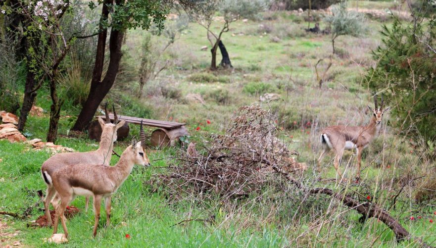 טבע פראי בלב העיר. צילום: באדיבות פארק עמק הצבאים