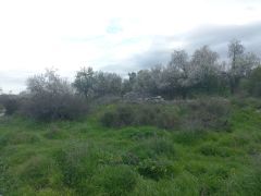 שקד מצוי - צילום של Iddo_3270859 - למטייל בישראל (טיולי)