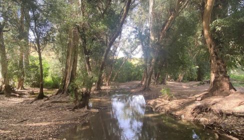 תמונה של עין ירדה, מחניים - למטייל בישראל (טיולי)