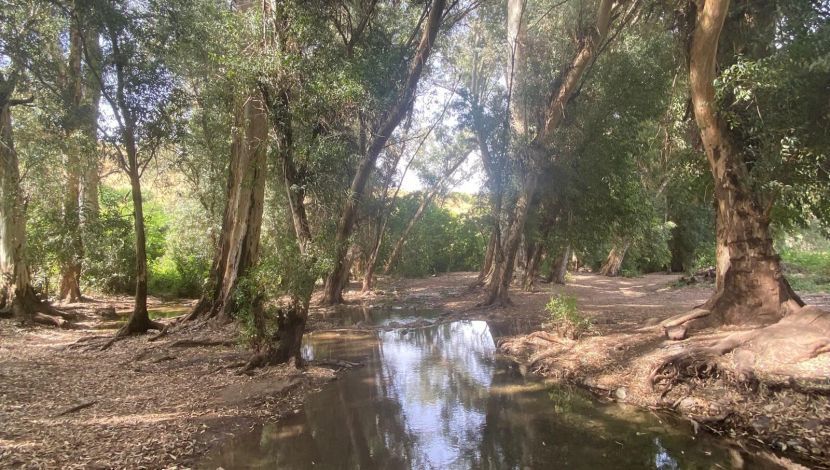 עין ירדה, מחניים (1)