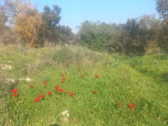 כלנית מצויה - צילום של Iddo_3270859 - למטייל בישראל (טיולי) 4