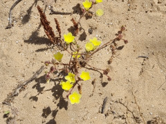 פעמונית גפורה - צילום של Parpar_Shvilim - למטייל בישראל (טיולי)