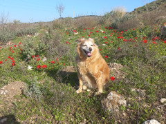 כלנית מצויה - צילום של Iddo_3270859 - למטייל בישראל (טיולי) 5