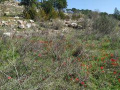 כלנית מצויה - צילום של Iddo_3270859 - למטייל בישראל (טיולי) 2