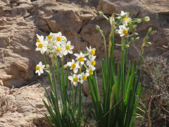 שקד מצוי - צילום של nerog - למטייל בישראל (טיולי) 6