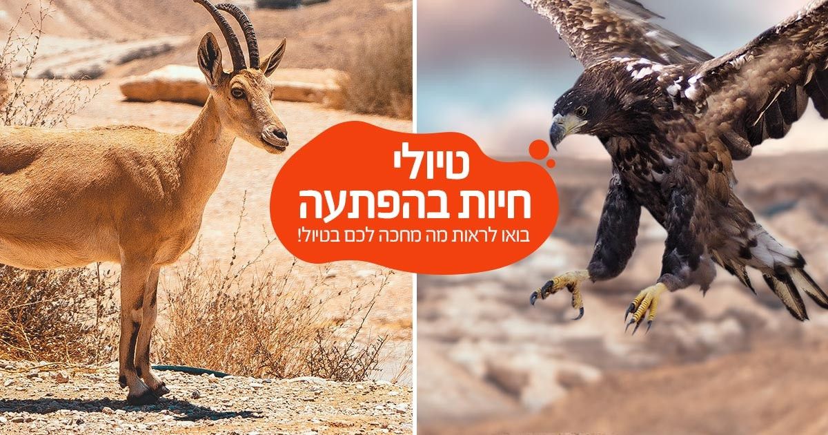 בעלי חיים בישראל - למטייל בישראל (טיולי)