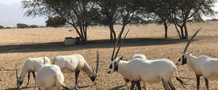 חי בר יטבתה (1)