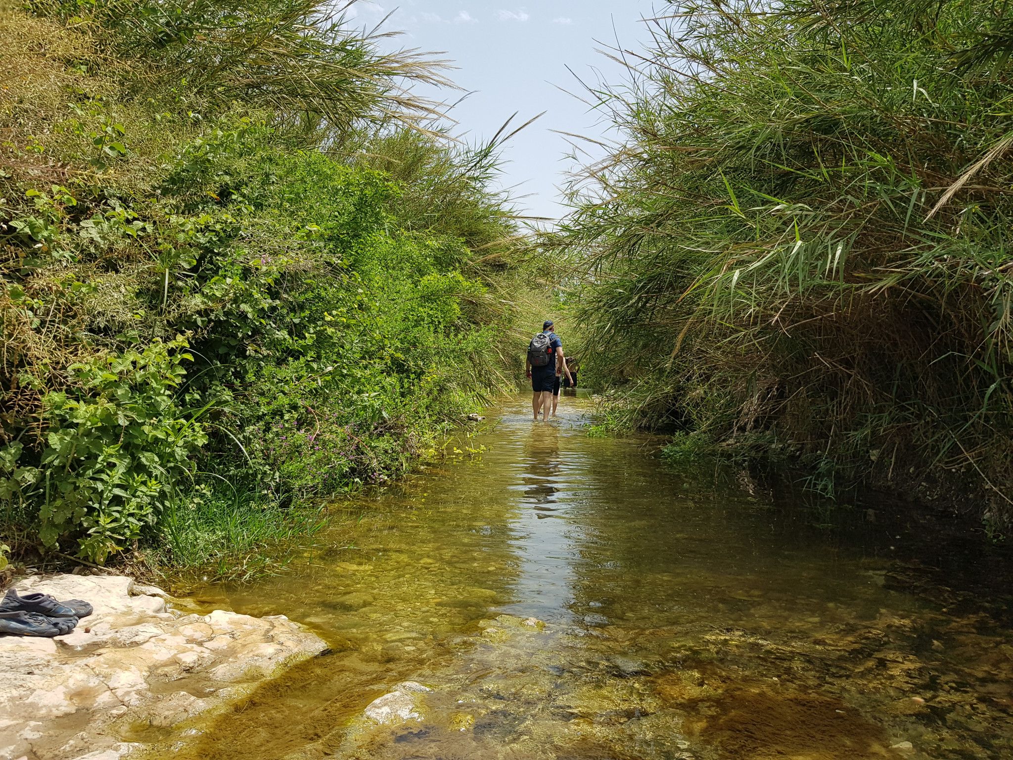 בין סבך קנה ופטל - עין עמיקם | צילום: נאור שקד