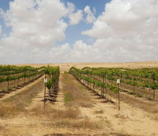 תמונה של מקריית גת עד אילת: הנגב משאיר חותם על מפת היין העולמית - למטייל בישראל (טיולי)