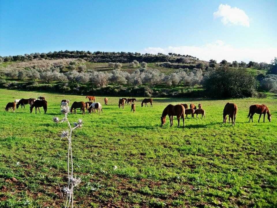 רנצ'ו מניס