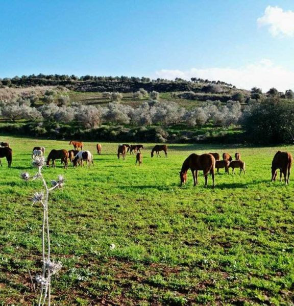 תמונה של רנצ'ו מניס: חווית רכיבה על סוסים - למטייל בישראל (טיולי)