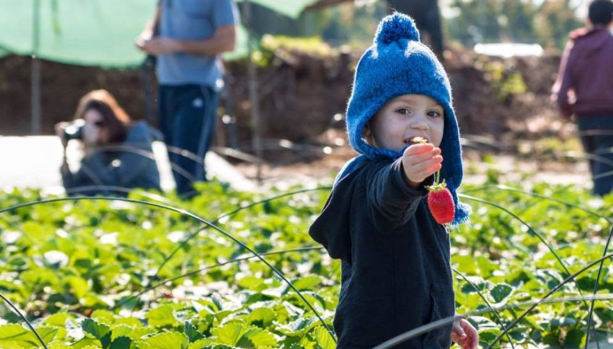ישר מהשדה | צילום: באדיבות תותלאנד