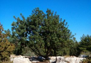 פארק קנדה: בואו ללמוד איך מפיקים שמן זית טהור