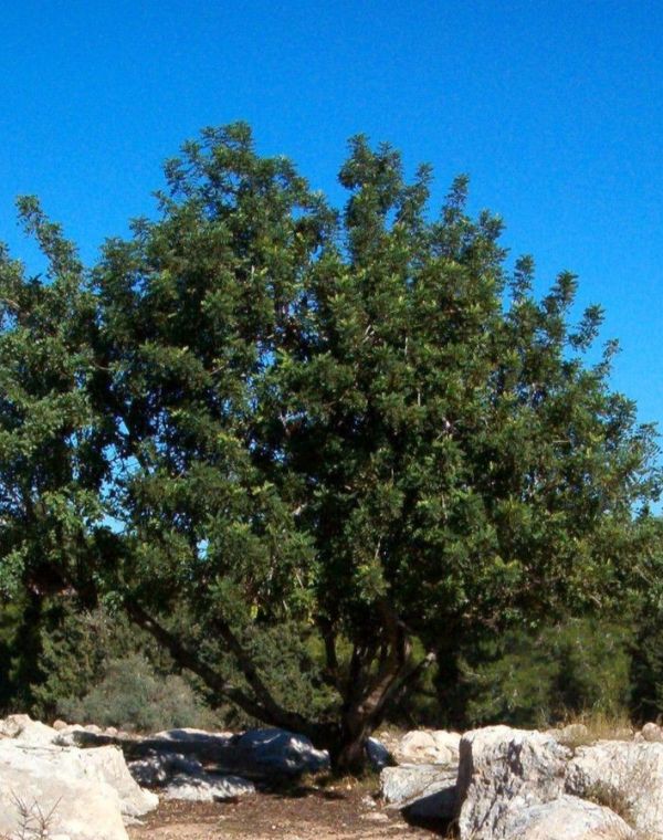 תמונה של פארק קנדה: בואו ללמוד איך מפיקים שמן זית טהור - למטייל בישראל (טיולי)