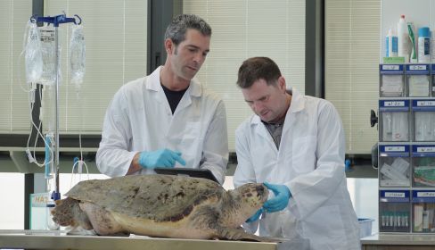תמונה של מרכז ההצלה הארצי לצבי ים - למטייל בישראל (טיולי)