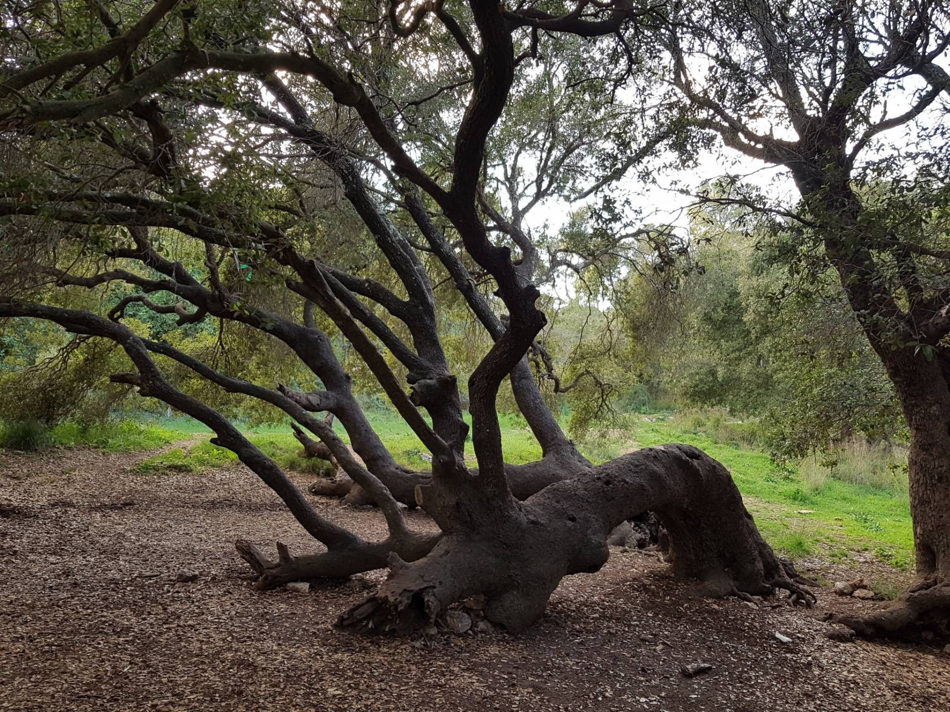טיול בכרמל היפה | צילום: שלמה סגל