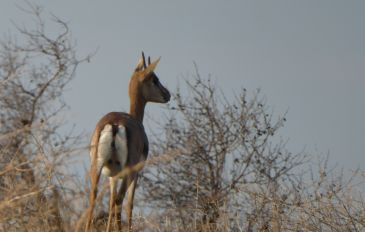 דרך ארץ: טיולי ג'יפים במורדות רמת הגולן (2)
