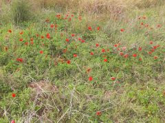 כלנית מצויה - צילום של Iddo_3270859 - למטייל בישראל (טיולי) 4