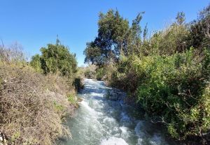 תל דן: משתכשכים במים
