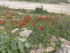 כלנית מצויה - צילום של Iddo_3270859 - למטייל בישראל (טיולי)