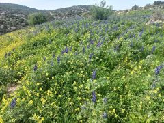 תורמוס ההרים - צילום של Iddo_3270859 - למטייל בישראל (טיולי) 5