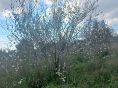 שקד מצוי - צילום של Iddo_3270859 - למטייל בישראל (טיולי)