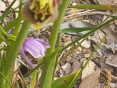 דבורנית גדולה - צילום של Iddo_3270859 - למטייל בישראל (טיולי) 10