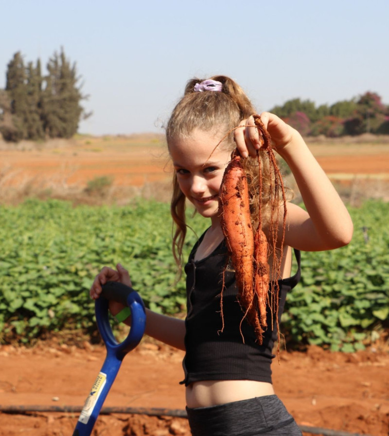 משוך בגזר: קטיף גזרים בשרון