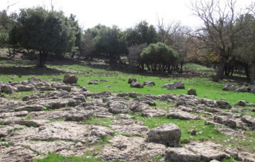 הג'ובה היפה (2)