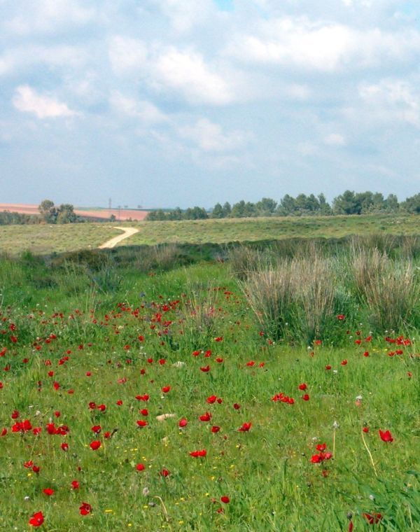 תמונה של מצפור יונתן ורמולן - למטייל בישראל (טיולי)