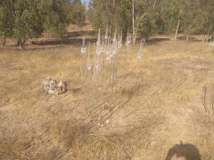 חצב מצוי - צילום של Iddo_3270859 - למטייל בישראל (טיולי) 4