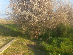 שקד מצוי - צילום של Iddo_3270859 - למטייל בישראל (טיולי) 4