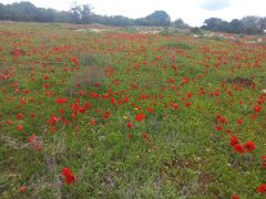 כלנית מצויה - צילום של Iddo_3270859 - למטייל בישראל (טיולי) 3