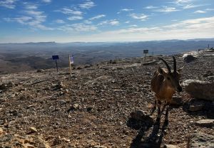 כיף במכתש: כל העצירות הכי שוות בהר הנגב