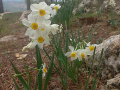 נרקיס מצוי - צילום של Iddo_3270859 - למטייל בישראל (טיולי) 3