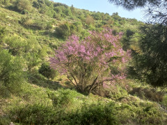 כליל החורש - צילום של Iddo_3270859 - למטייל בישראל (טיולי) 2