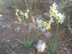 נרקיס מצוי - צילום של עידו מגן - למטייל בישראל (טיולי) 2
