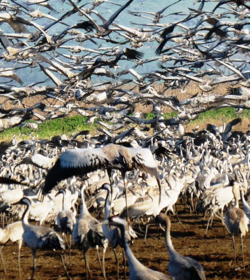 ציפורים נודדות בישראל: היכן מומלץ לחזות בפלא המדהים?