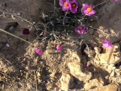 שמשון הדור - צילום של אלחי47 - למטייל בישראל (טיולי)