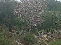 שקד מצוי - צילום של Iddo_3270859 - למטייל בישראל (טיולי)